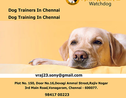 Dog Training In Chennai