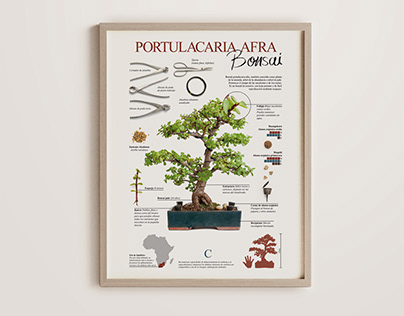 Infografía bonsai