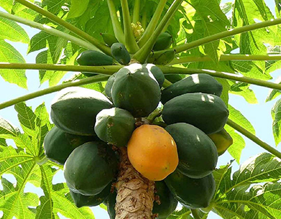 Papaya Plant (Papali)