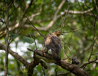 Silent Wings - Crested Honey Buzzard
