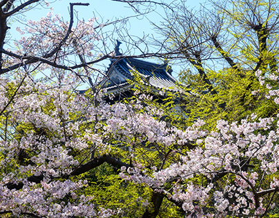 Nishio Historical Park in spring @Aichi / 愛知 春の西尾市歴史公園