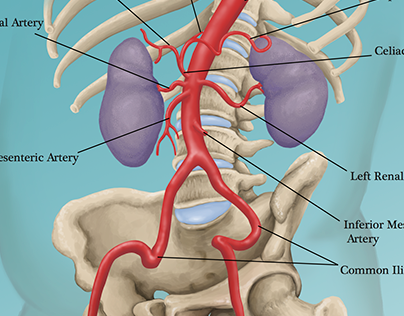 Aorta and Kidneys Illustration