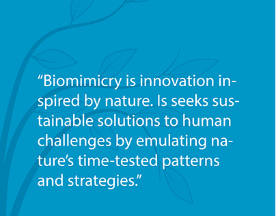 Greywater Filtration: A Biomimicry Approach