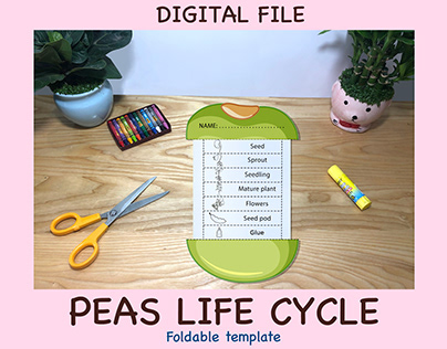 Peas Life Cycle, Learning material for kids