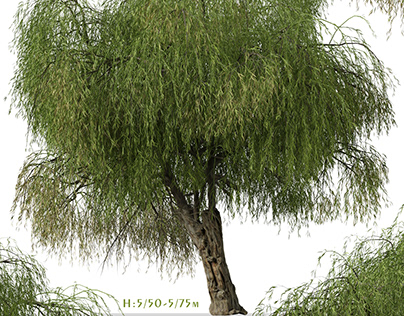 Set of Peppermint Willow Tree ( Agonis flexuosa )