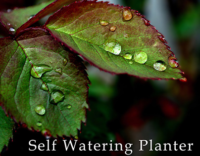 Self Watering Planter