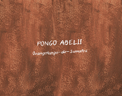 "PONGO ABELLI (Orangotango-de-Sumatra)"