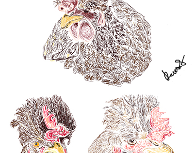 Representations of a hen's head/bust