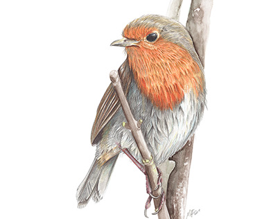 Red Robin | Wild Life Illustration