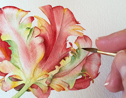 Parrot tulip watercolor illustration