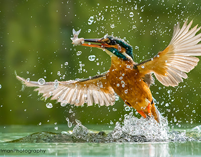 Beautiful kingfisher nabs its prey in the blink of