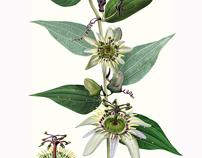 Passiflora cuspidifolia