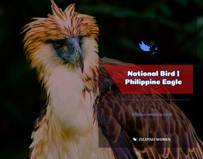 Philippine Eagle | National Bird