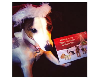 Pets at Home Christmas Campaign