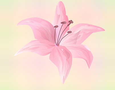 Delicate pink lily flower