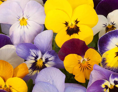 PANSY MIXED OPEN POLLINATED SEEDS – plant-orbit