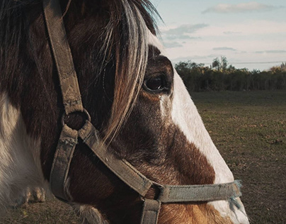 Horse Riding Club Instagram Photography