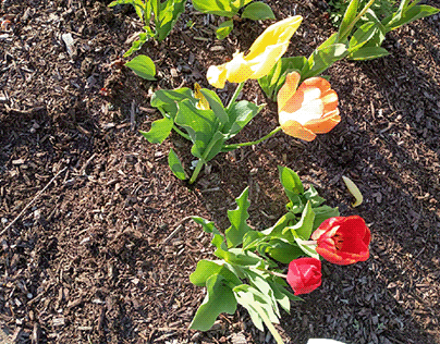 Yellow and Red Tulips, Aerial View