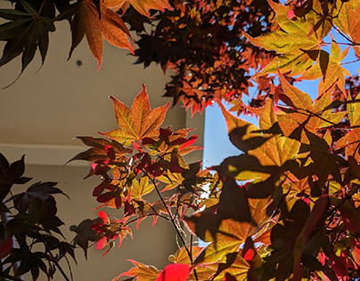 Sunshine Through Red Leaves