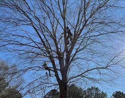 Expert Tree Trimming and Pruning Services in Warrenton