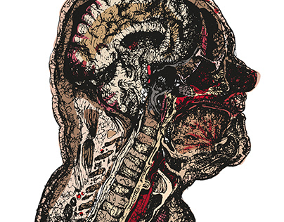 Half of human head illustration anatomy body worlds