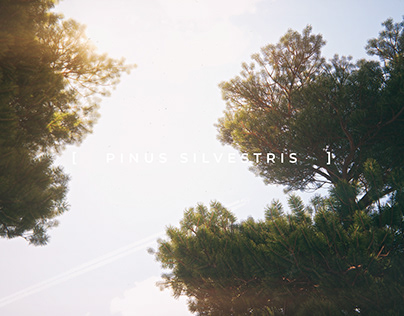 [ Pinus Silvestris ]