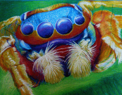 Childrens book of Spiders
