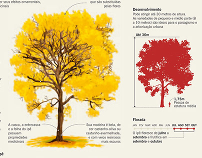 Infográfico sobre árvore Ipê amarelo