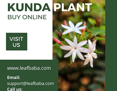 Buy Kunda plant online