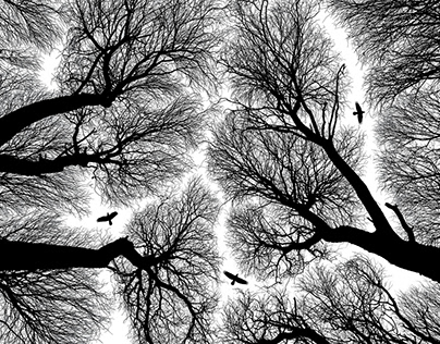 Birds & Branches (2015)
