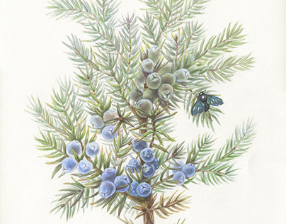Juniper, botanical illustration