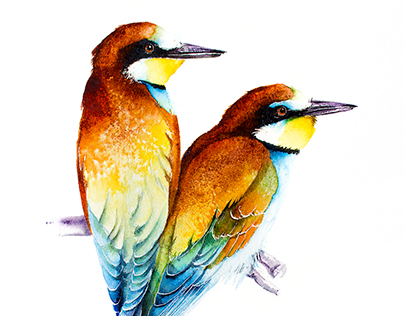 Bee-eaters watercolours illustrations
