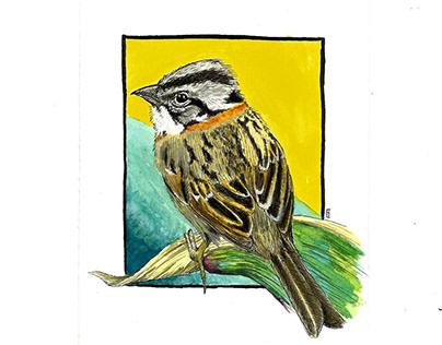 Gorrión - Sparrow