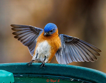 Bluebirds in flight and at the feeders