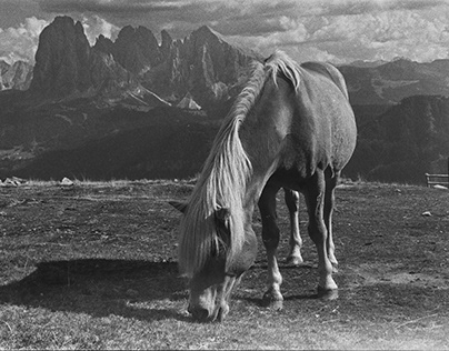 Horses in Sudtirol - analogue photos