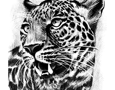 Leopard | Animal Drawing 2021
