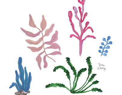 seaweed drawings