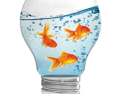 Fish ib electrical bulb