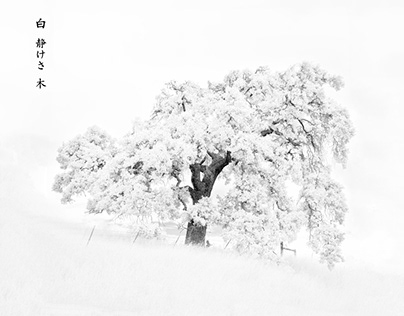 White, Silence, Tree