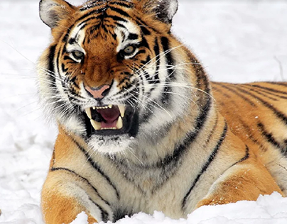 Tiger lying on a white snow.