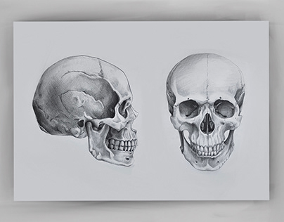 Human skull anatomy