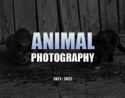 ANIMAL PHOTOGRAPHY