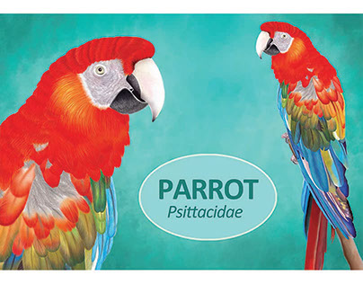 DIGITAL PAINTING - Parrot