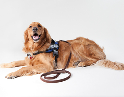 Transforming from Canine Companions to Medical Heroes