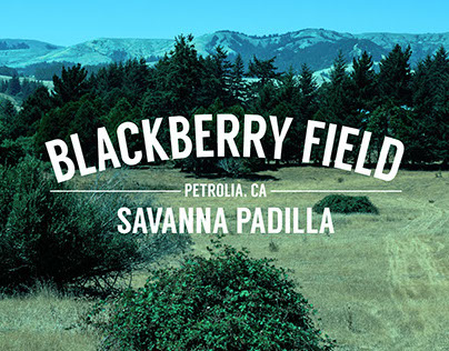 Blackberry field