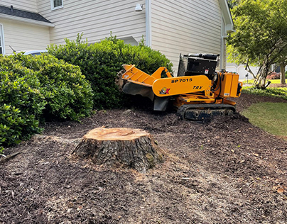 Tree Root Removal | All Sites Stump Grinding