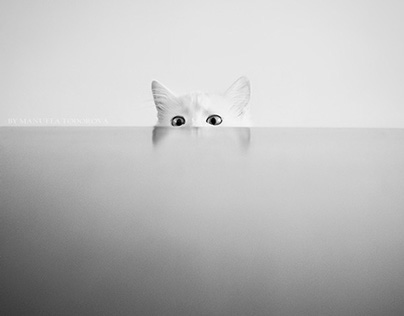 Curious cat