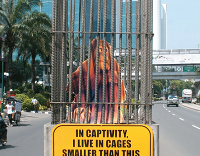 "Captivity" - Saving The Orangutan