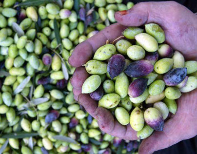 Export Of Olive Oil in Spain