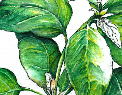 Herbs - Illustrations